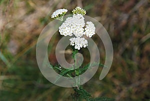 Yarrow Ã¢â¬â Achillea millefolium photo